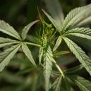 What is cannabis ruderalis?