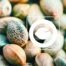 What Are Regular Cannabis Seeds?