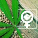 What Are Feminized Cannabis Seeds?