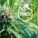 Everything You Need To Know About THCV