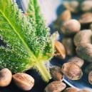 What Are Hemp Seeds?