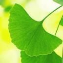 Getting The Most Out Of Ginkgo Biloba