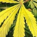 Nitrogen deficiency in cannabis plants