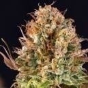 When to harvest cannabis plants