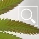 Phosphorus deficiency in cannabis plants: Symptoms & fixes