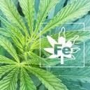 ﻿Iron Deficiency In Cannabis Plants