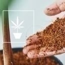 Everything you need to know about growing cannabis in coco coir