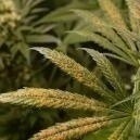 Calcium deficiency in cannabis plants