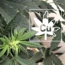 Copper Deficiency In Cannabis Plants