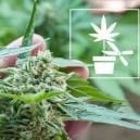 The Complete Beginners Guide To Different Cannabis Plant Training Techniques