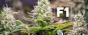 F1 Cannabis Seeds