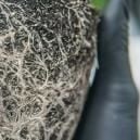 Fixing Root-bound Cannabis Plants