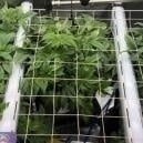 Under-canopy lighting for cannabis: Enhances growth & how to implement it