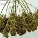 How to dry your cannabis