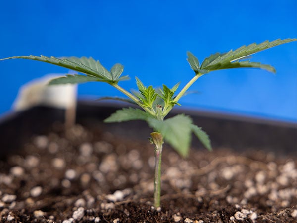 How to top a weed plant for bigger yields