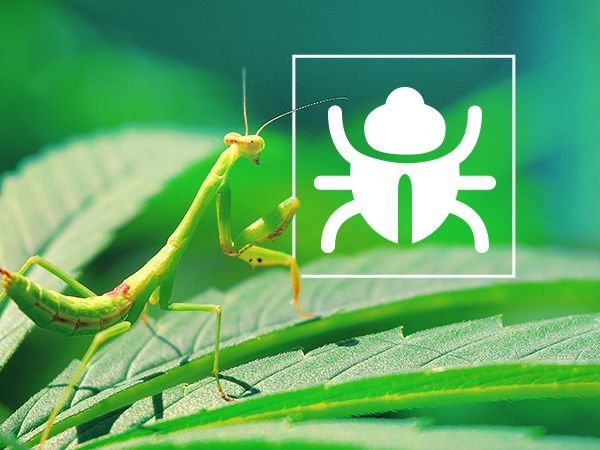 Pesky Bugs & Insects
