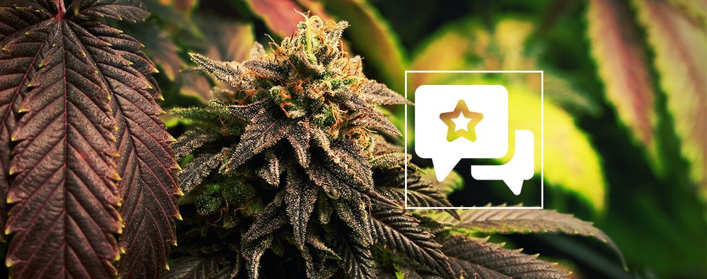 Blue Widow: Cannabis Strain Review & Information