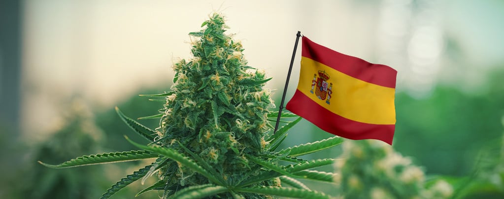 Best Outdoor Cannabis Strains To Grow In Spain