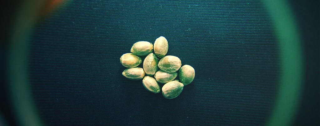 How To Recognise High-Quality Cannabis Seeds