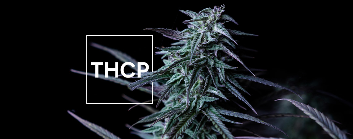 What You Need to Know About THCP