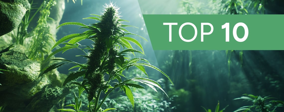 10 Cannabis Growing Urban Legends & Myths