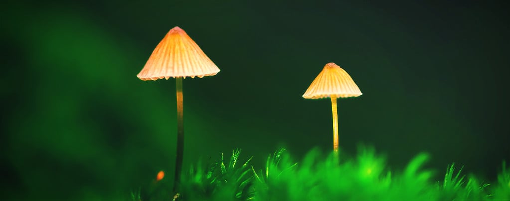 Creating A Magic Mushroom Outdoor Patch