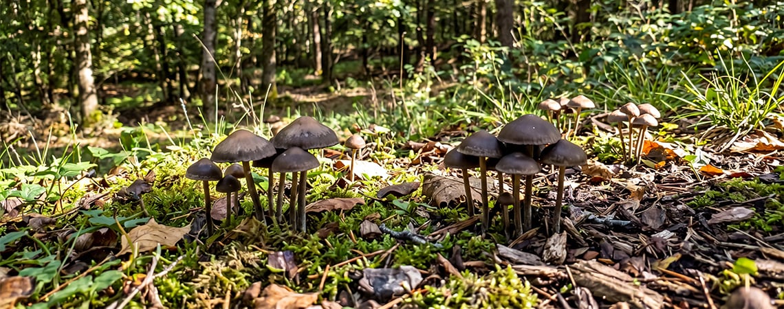 Creating A Magic Mushroom Outdoor Patch