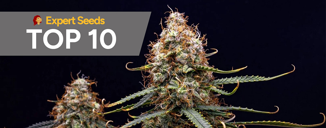 Top 10 best strains by Expert Seeds