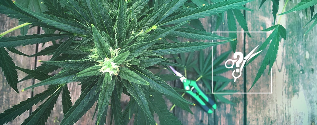How To Prune Cannabis Plants