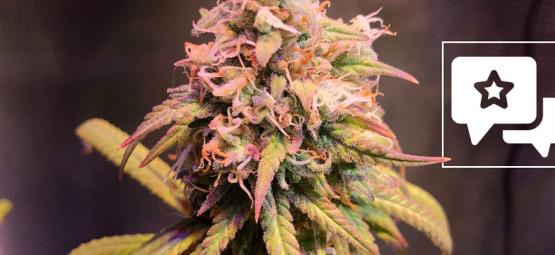 Strain Review: Shining Silver Haze (Royal Queen Seeds)