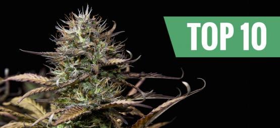 Top 10 Autoflowering Cannabis Strains