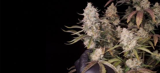 Top 5 High-Yielding Autoflowering Strains