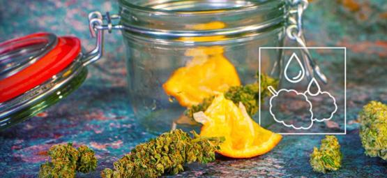 How To Rehydrate Your Dried-Out Cannabis Buds