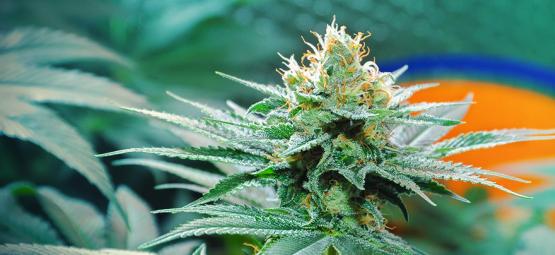 The Origin Of Amnesia Cannabis And The Top 3 Amnesia Strains