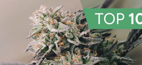 Top 10 Fastest Growing Cannabis Strains Of 2024