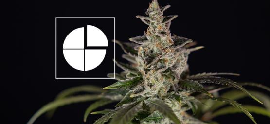 Top 7 Cannabis Strains With A Unique THC:CBD Ratio