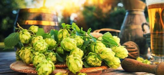 What Is Dry Hopping? 