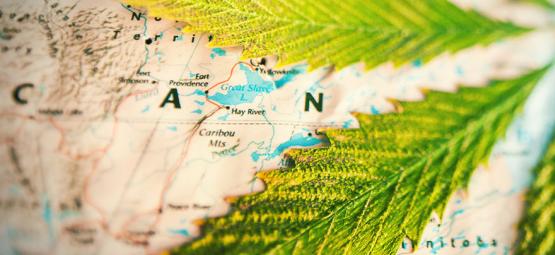 Which Countries Smoke The Most Weed? [2024 Update]