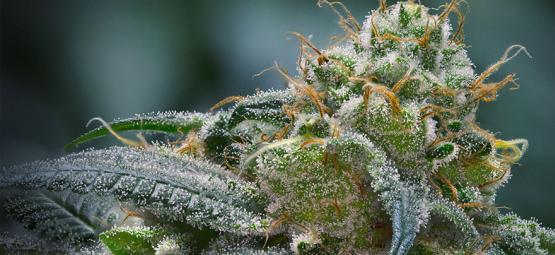 How To Boost Trichome Production In Cannabis