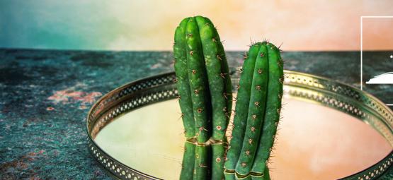 5 San Pedro Cactus Myths Debunked