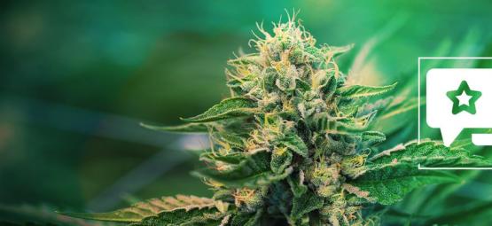 Super Silver Haze: Cannabis Strain Review & Information