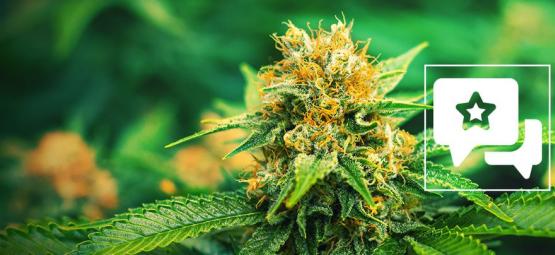 Mango Haze: Cannabis Strain Review & Information