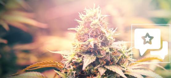 Candy Kush: Cannabis Strain Review and Information