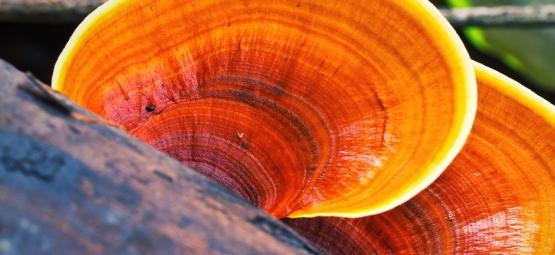 What Is Reishi Mushroom?