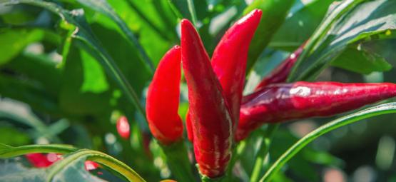 Best Companion Plants For Chili Peppers