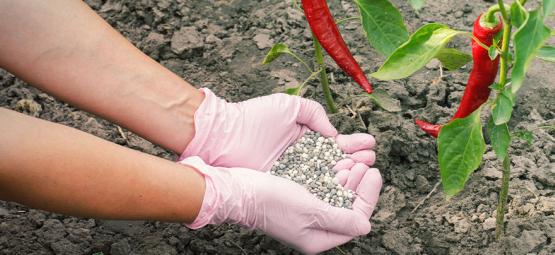 How To Fertilise Hot Pepper Plants