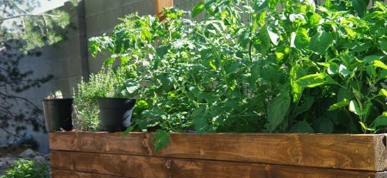 How To Make Raised Beds For Hot Peppers 