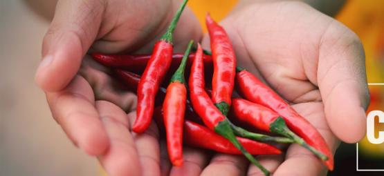 How Capsaicin Could Soothe Cannabinoid Hyperemesis Syndrome