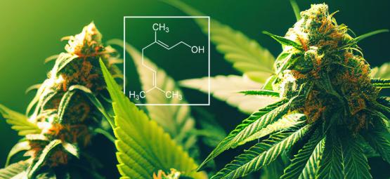 What Is Geraniol In Cannabis?