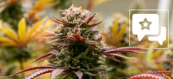 Black Orchid: Cannabis Strain Review & Information